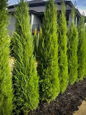 JUNIPER, TAYLOR, 5' BB