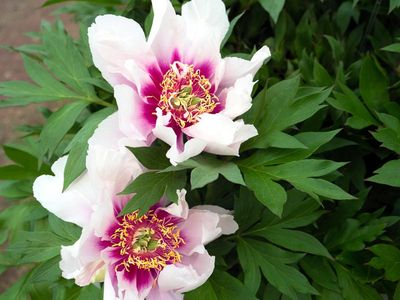 PEONY, ITOH, CORA LOUISE, #3