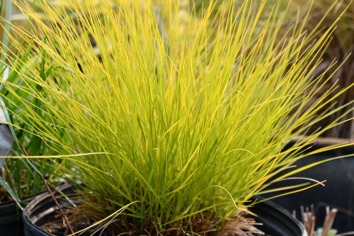 PRAIRIE DROPSEED, GOLDEN NEEDLES, #1