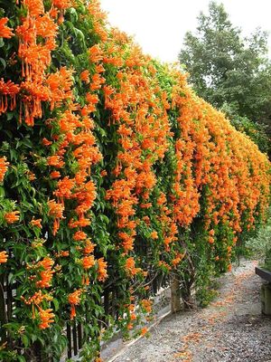 TRUMPET VINE, CREEPING, HUMMINGBIRD, #1