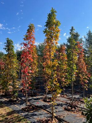 SWEETGUM, SLENDER SIL., #15