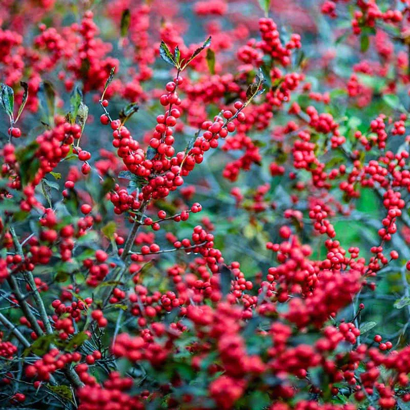 WINTERBERRY, WINTER RED, #5