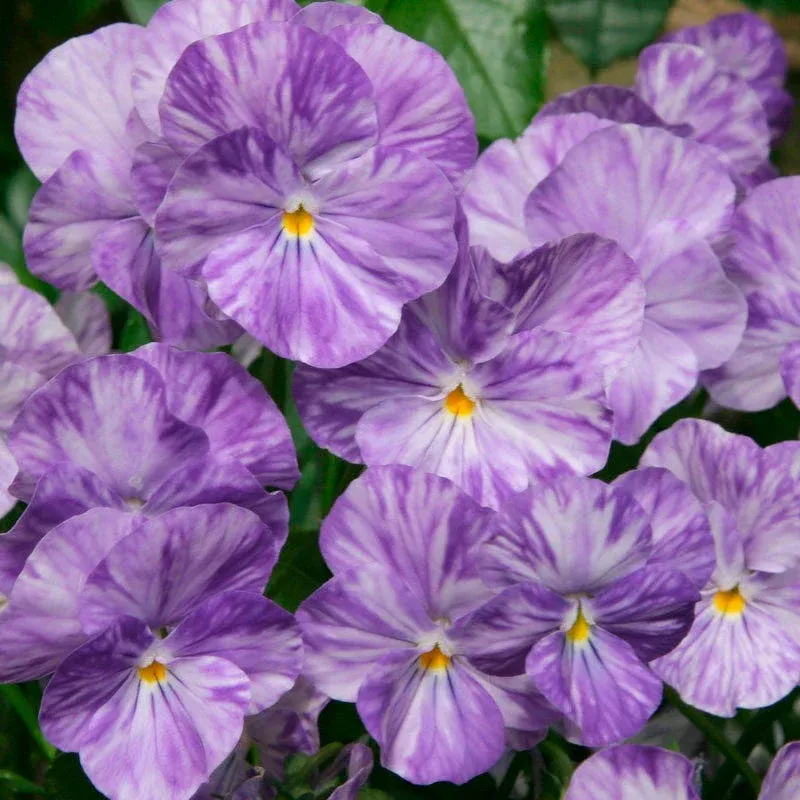 VIOLA, COLUMBINE, #1