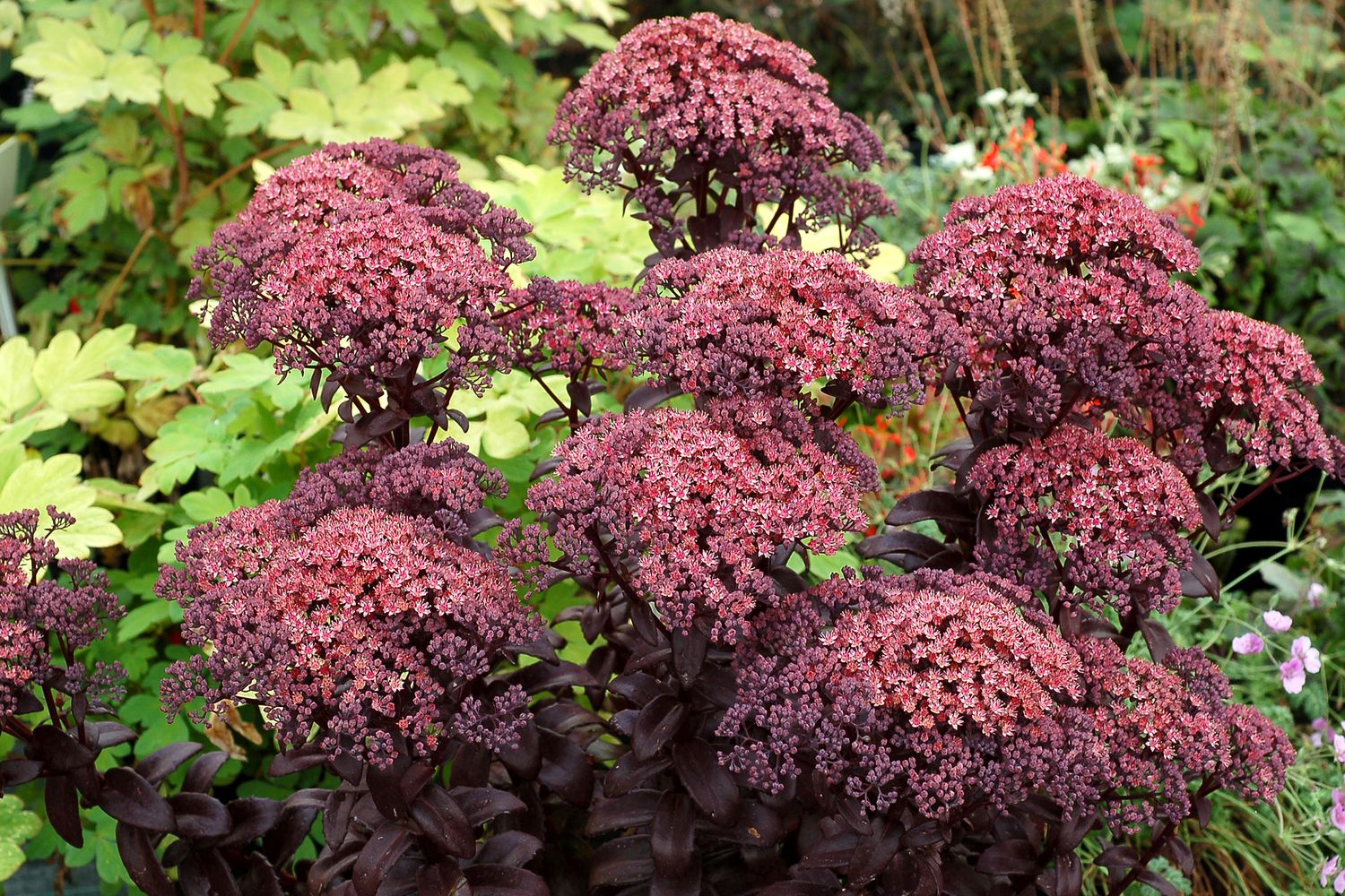 SEDUM, DARK MAGIC, #1