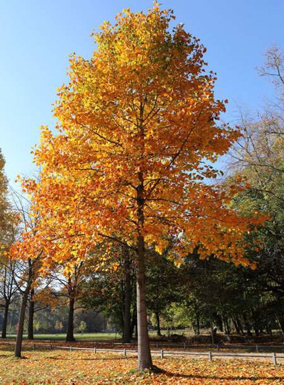 TULIP TREE 2.5 BB