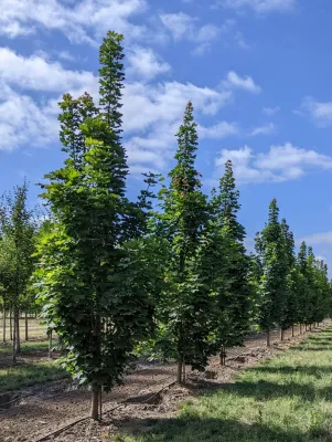 MAPLE, NORWAY, COLUMNARE, 2'