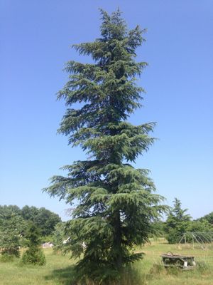 CEDAR OF LEBANON, STENOCOMA, 6-7' BB