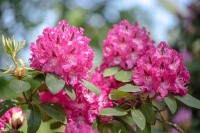 RHODY, MAXIMUM ROSEUM, 27-30