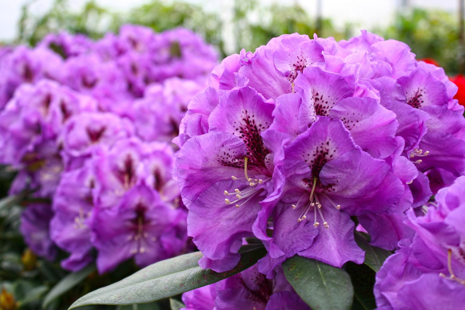 RHODY, GRAPE JAM, 24-27"