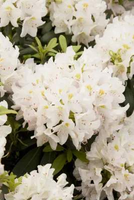 RHODY, CAT. ALBUM, 27-30"