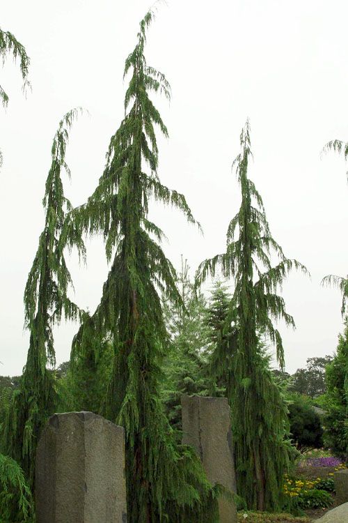 ALASKAN CEDAR, WEEPING, JUBILEE, #6