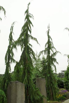 ALASKAN CEDAR, WEEPING, JUBILEE, #6