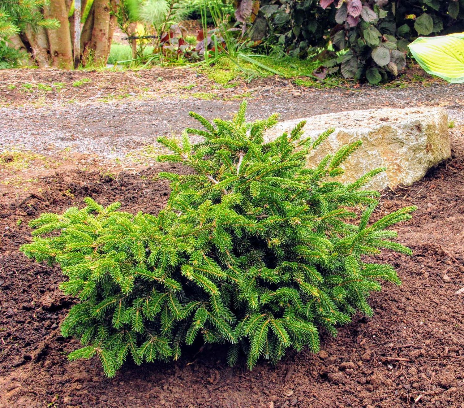 NORWAY SPRUCE, PROSTRATE, #6
