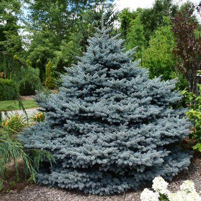 BLUE SPRUCE, MONTY, #10