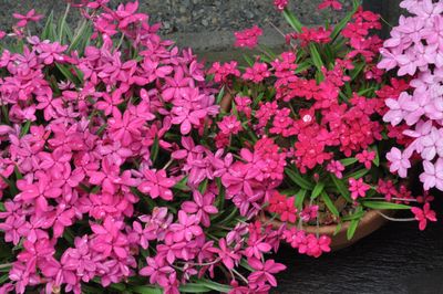 RHODY, SPRING DAWN, 18-21"