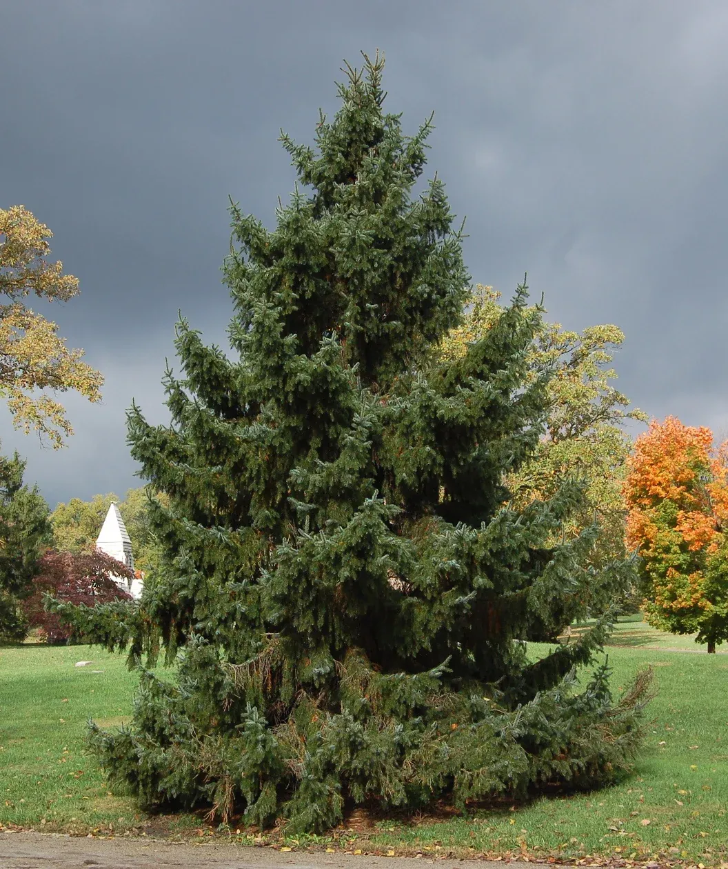 SERBIAN SPRUCE, 7FT, BB