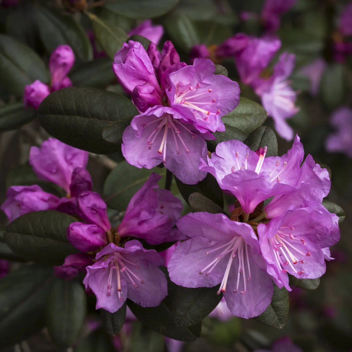 RHODODENDRON RAMADO DWARF PJM #3