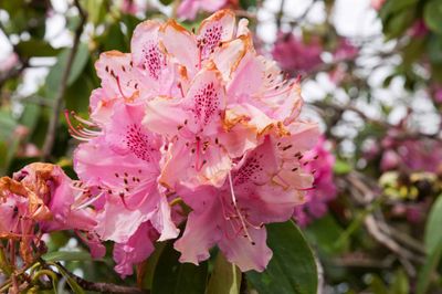 RHODY, MAX. ROSEUM, 12-15"