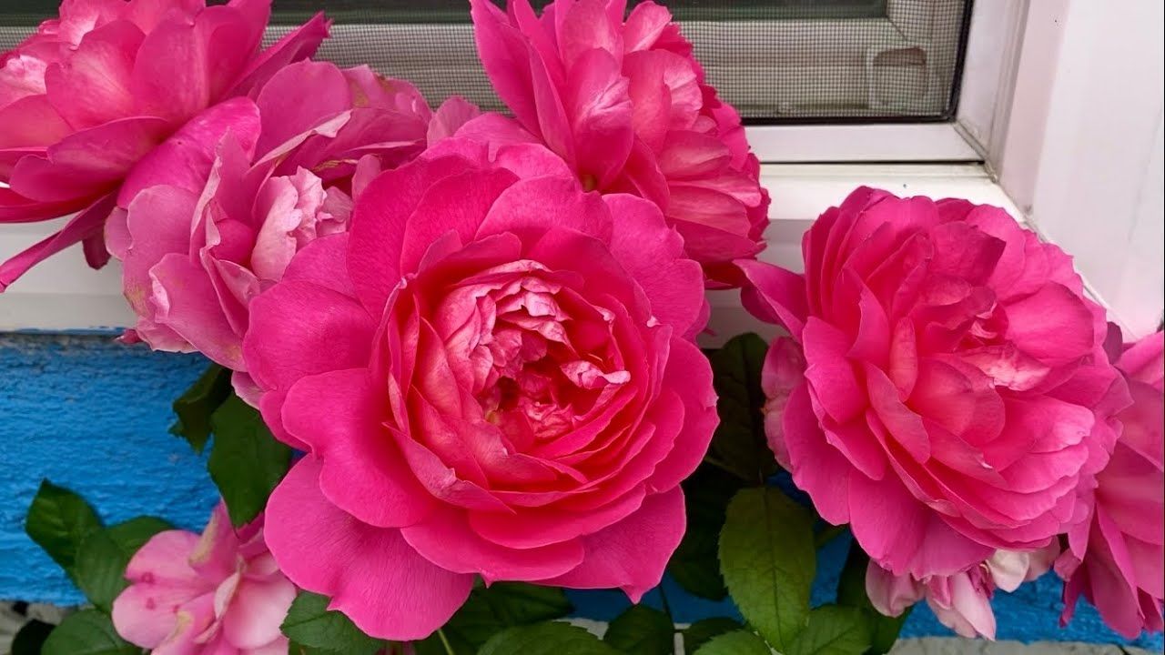 ROSE, TRUE INSPIRATION, #2