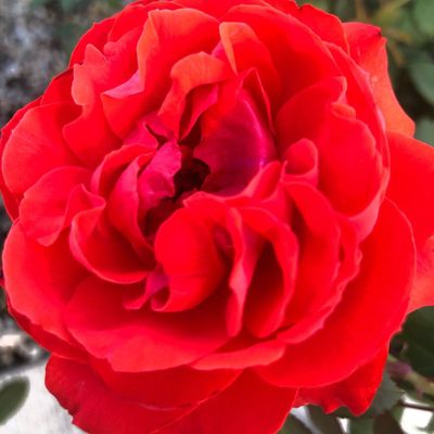 ROSE, TRUE PASSION, #2