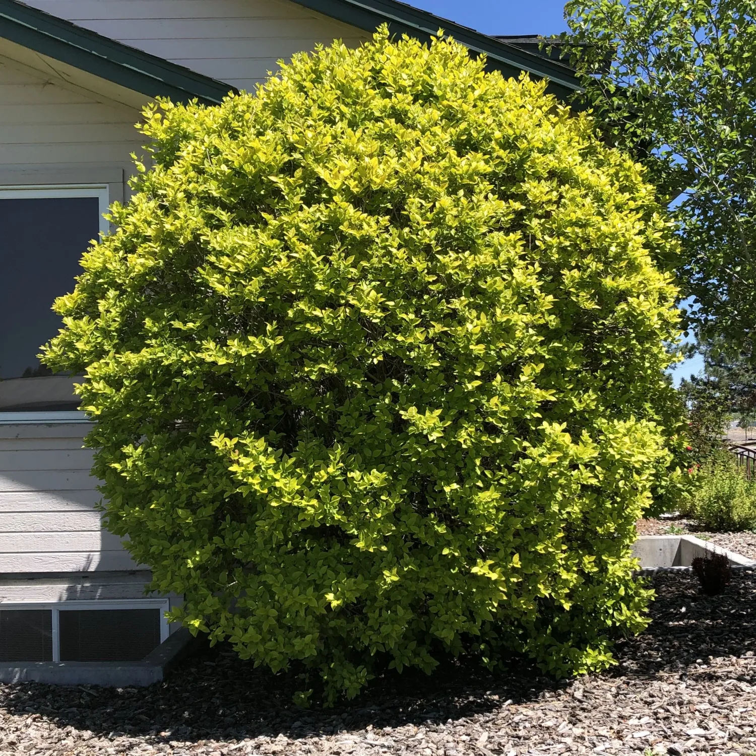 PRIVET, GOLDEN VICARY, #3