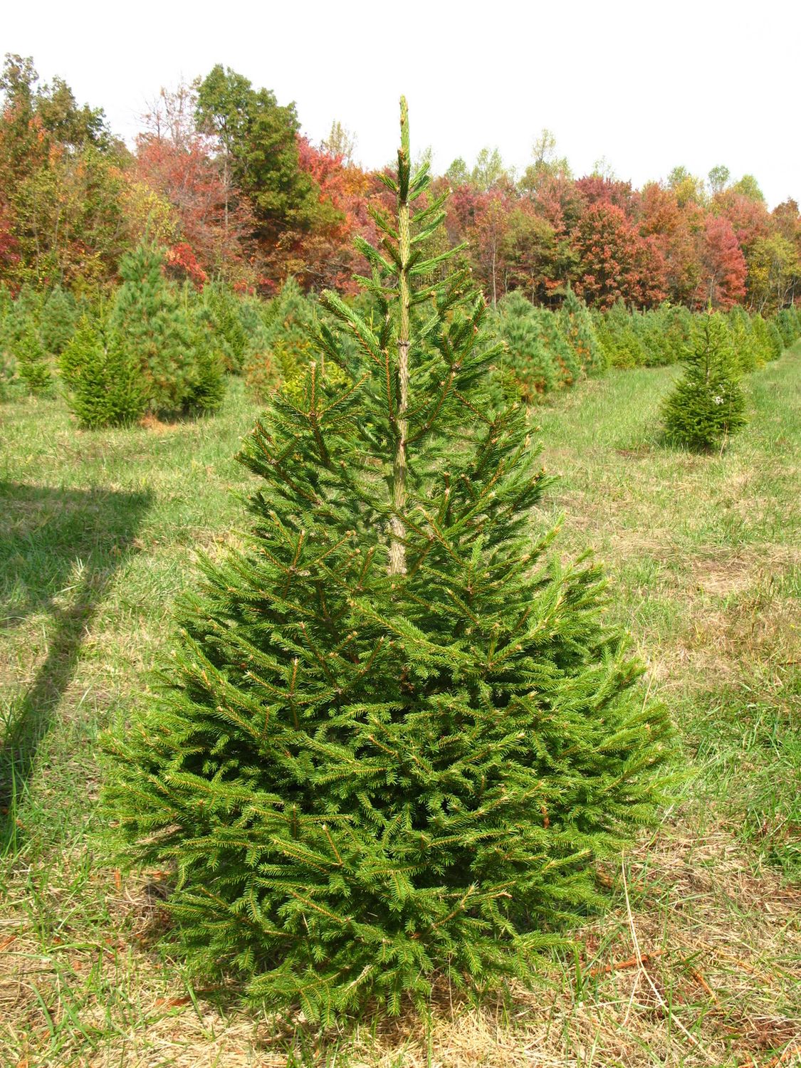 NORWAY SPRUCE, #20
