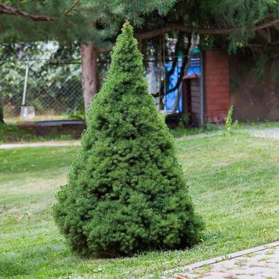 DWARF ALBERTA SPRUCE, #15