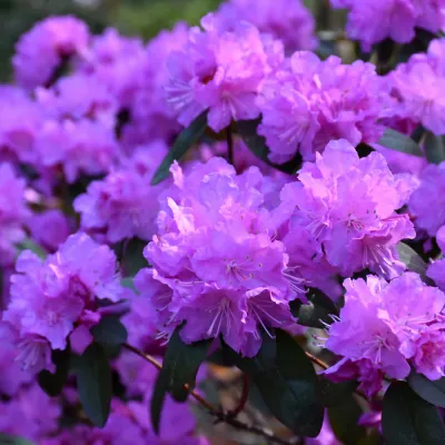 RHODODENDRON, PJM ELITE, #5
