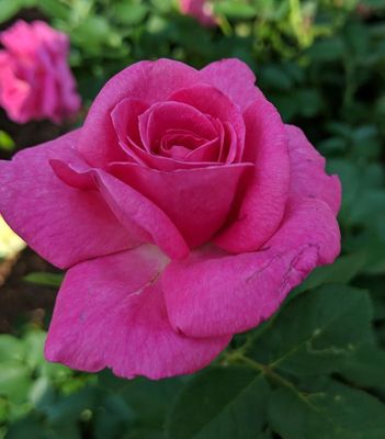 ROSE, TRUE GRATITUDE, #2