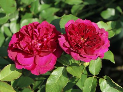 ROSE, DA, DARCEY BUSSELL, #3