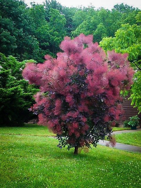 SMOKEBUSH, ROYAL PURPLE, #3
