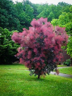 SMOKEBUSH, ROYAL PURPLE, #3