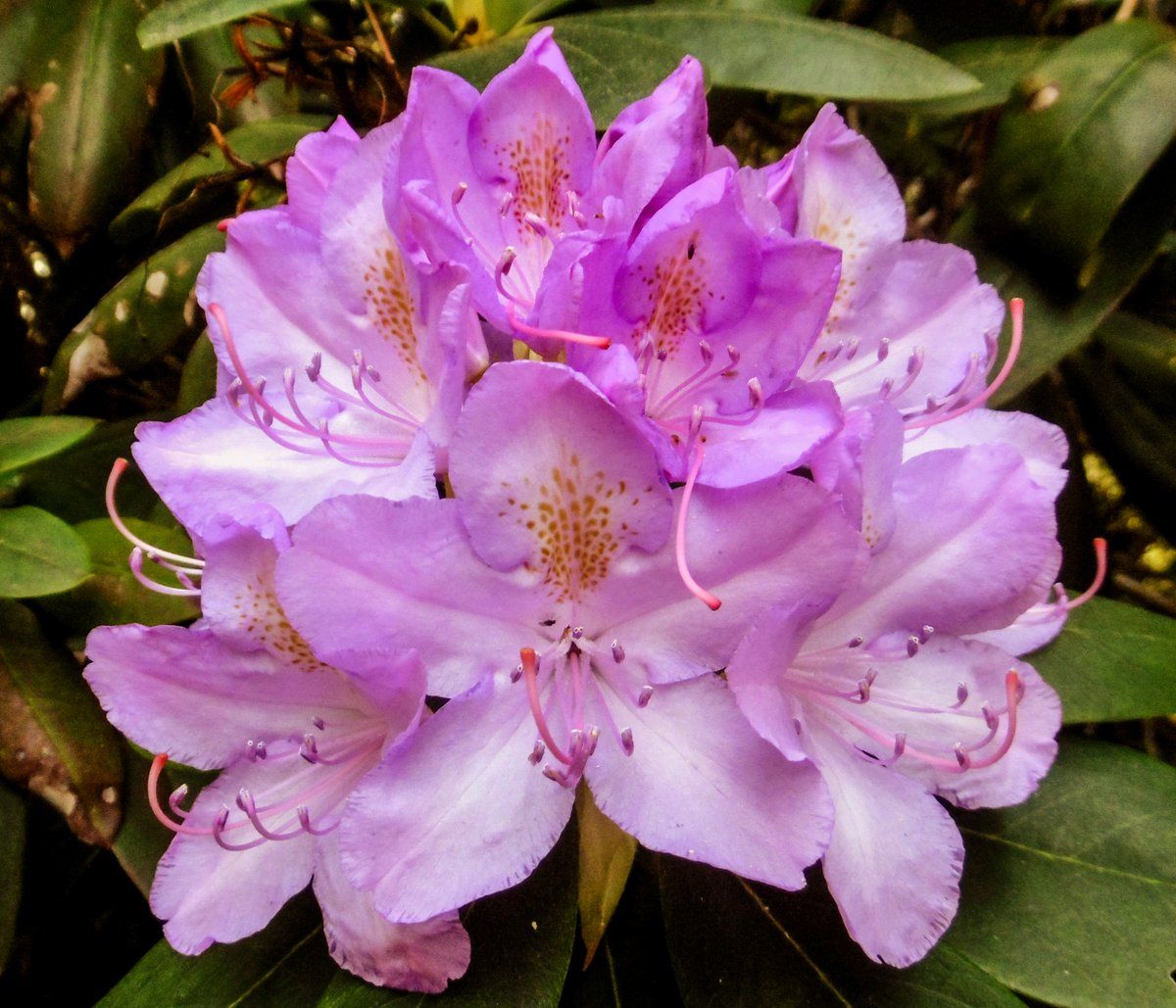 RHODY, SPRING DAWN, 24-27"