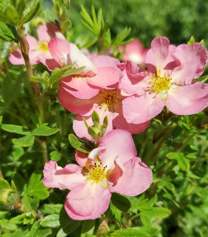 POTENTILLA, HAPPY FACE HEARTS, #2