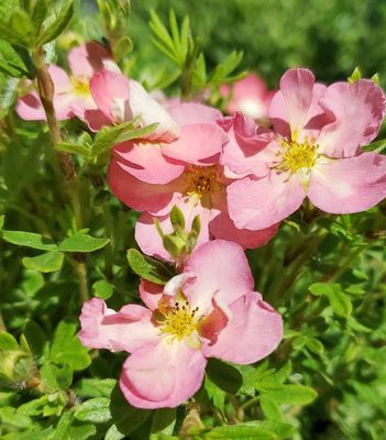 POTENTILLA, HAPPY FACE HEARTS, #2