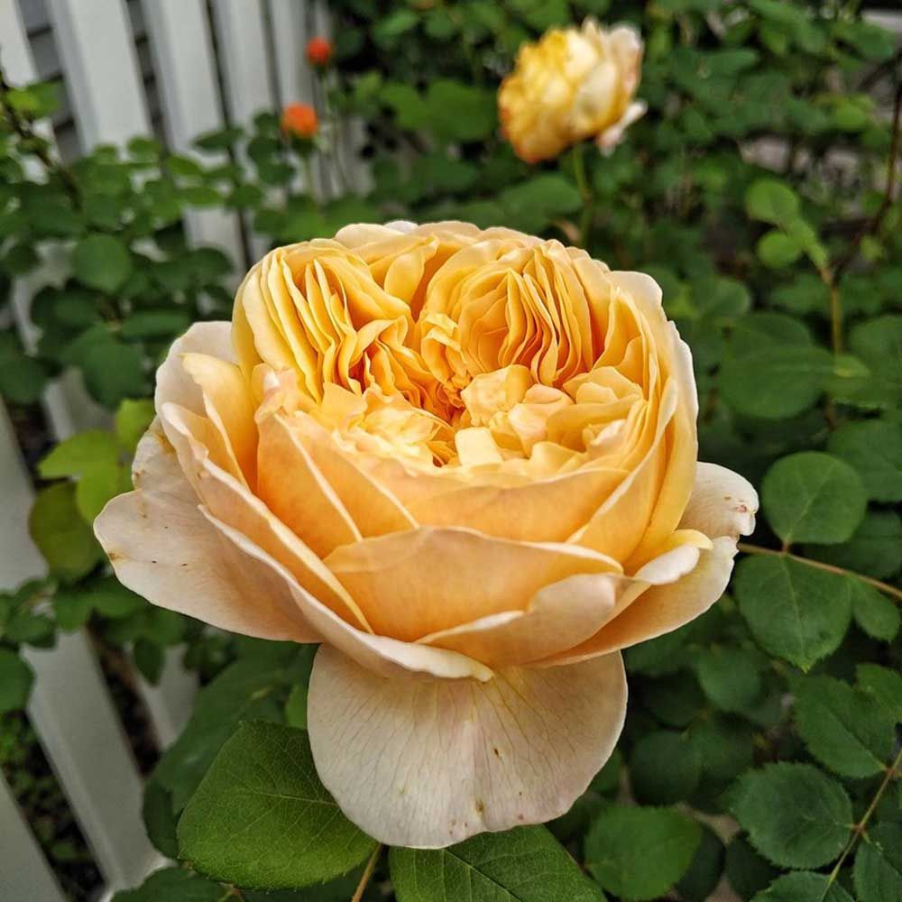 ROSE, DA, CH.DARWIN, #3