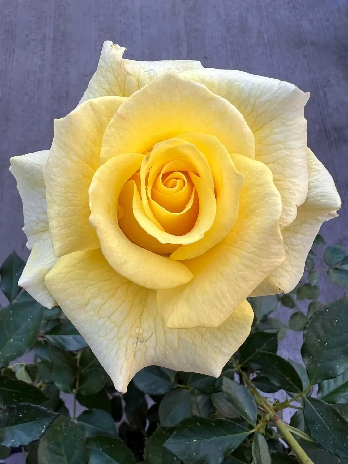 ROSE, TRUE FRIENDSHIP, #2