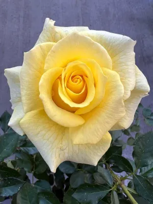 ROSE, TRUE FRIENDSHIP, #2