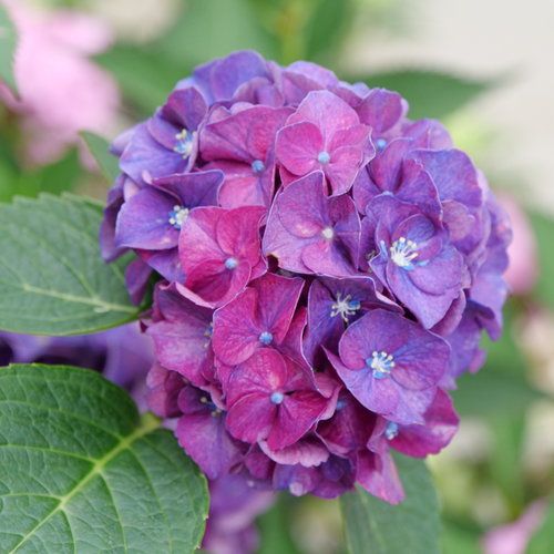 HYDRANGEA, WEE BIT GRUMPY, #2