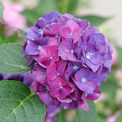 HYDRANGEA, WEE BIT GRUMPY, #2