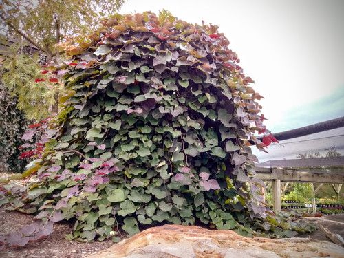 REDBUD, RUBY FALLS, #15, 5-6'