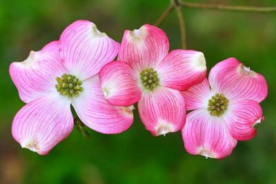 DOGWOOD, FLORIDA, PINK, #7