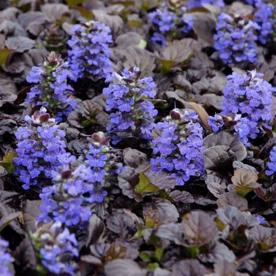 AJUGA, BLK. SCALLOP, 3.25