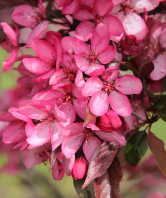 CRABAPPLE, ROYAL RAINDROPS, #15