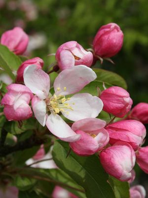 CRABAPPLE, SUGAR TYME, #15