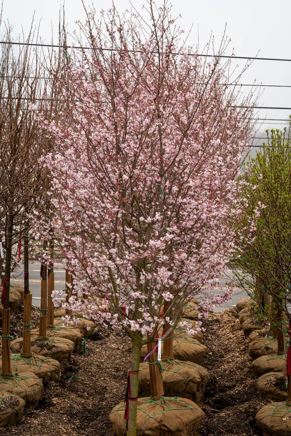 CHERRY (HIGAN), AUTUMNALIS, #15