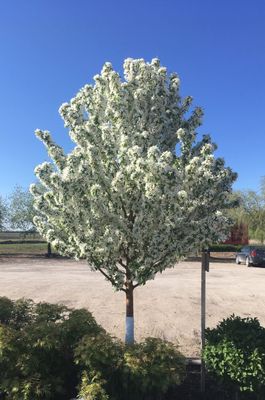 CRABAPPLE, SPRING SNOW, #15