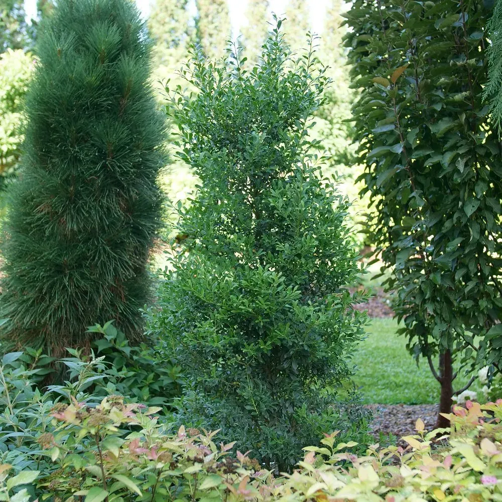 HOLLY (ILEX), SQUEEZE BOX, #3