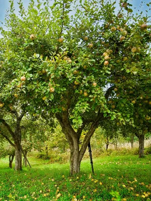 APPLE, GINGER GOLD, #7