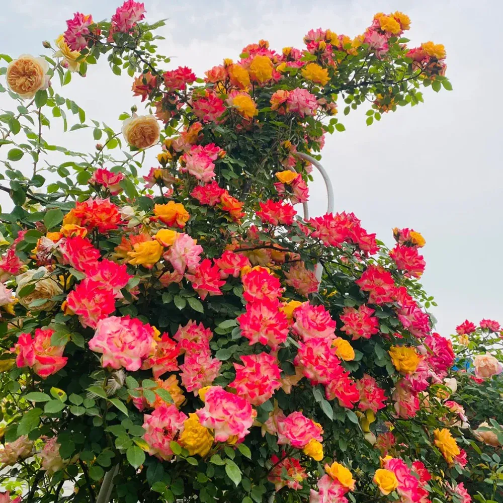 ROSE, CLIMBING, MULTI, #3